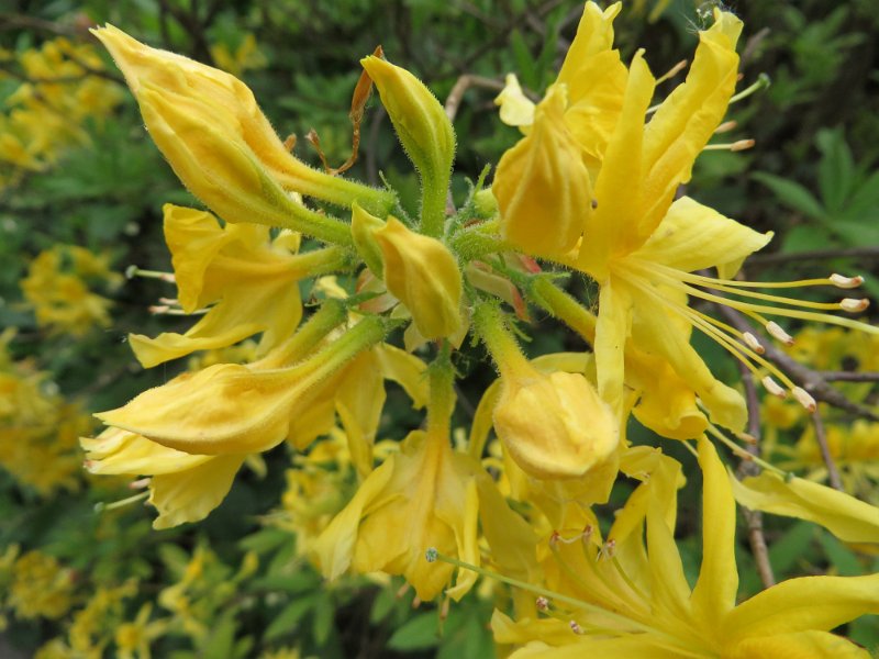 Rhododendron luteum (3)